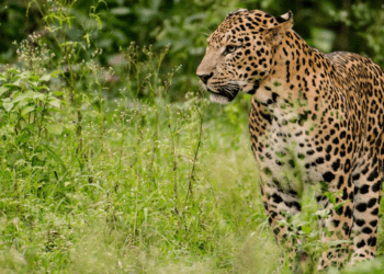 तालुक्यात बिबट्याचा धुमाकूळ, वनविभाग बिबट्याला जेरबंद केव्हा करणार? संतप्त नागरिकांचा सवाल
