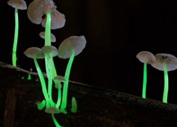 मेघालयाच्या जंगलात सापडली इलेक्ट्रिक मशरूम, रात्रीच्या वेळी होतात प्रकाशमय