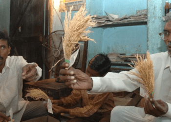 दादाजी खोब्रागडे आणि तांदळाचे एचएमटी वाण