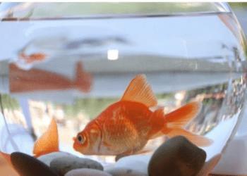 सुवर्णपात्रातील मासा