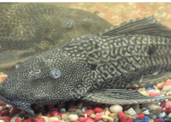 गंगेनंतर सिंधू नदीत सापडला अमेरिकेतील मासा