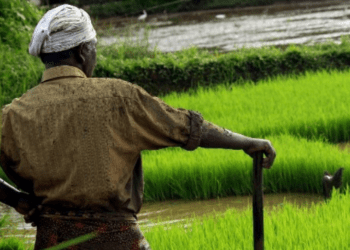 बळीराजाला दिलासा, धान उत्पादकांना प्रोत्साहन; क्विंटलला 700 रुपये मिळणार!