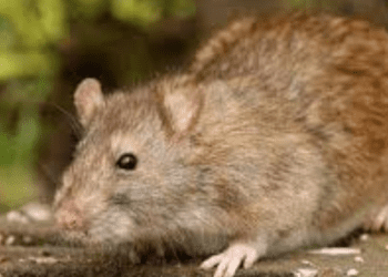 मालवण तालुक्यात लेप्टोचे सहा रुग्ण