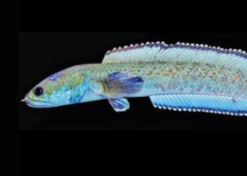 तेजस ठाकरे यांचे नवे संशोधन, मेघालयात शोधला चन्ना स्नेकहेड