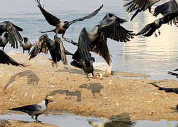 कोरोनानंतर आता ‘बर्ड फ्लू’चा धोका, ‘ही’ लक्षणे दिसल्यास तात्काळ रुग्णालय गाठा