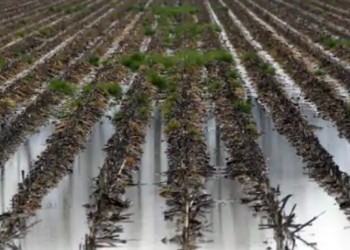 अवकाळी पावसाने झोडपले! आंबा, काजू, द्राक्ष बागांना फटका