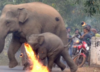 हत्तीवर फेकलेलं जळतं कापड कानात अडकलं, भाजल्याने निष्पाप जीवाचा तडफडून मृत्यू