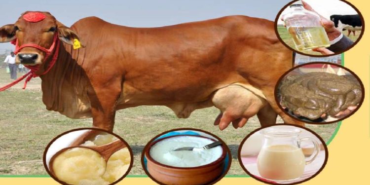 पंचगव्यमुळे 800 जण कोरोनामुक्त, राष्ट्रीय कामधेनू आयोगाचा दावा