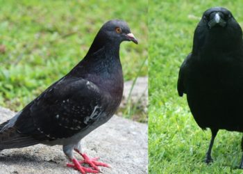 कावळा, कबुतरांसारख्या स्थलांतरित पक्ष्यांमुळे बर्ड फ्लूचा धोका नाही!