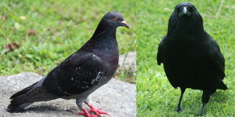 कावळा, कबुतरांसारख्या स्थलांतरित पक्ष्यांमुळे बर्ड फ्लूचा धोका नाही!