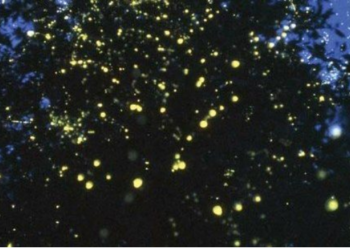 ग्रेप हार्वेस्टिंगपासून काजवे महोत्सव, फेब्रुवारी-मार्चमध्ये पर्यटनाला बहर