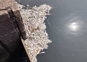 महापुरापाठोपाठ शिरोळला पंचगंगा प्रदूषणाचा विळखा, रोज हजारो मृत माशांचा खच