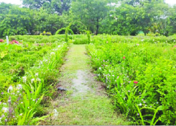 सांडपाण्यावर बहरला निसर्ग