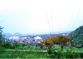 माणूस-बिबट्या सहजीवनाचे अनुकरणीय झालाना मॉडेल