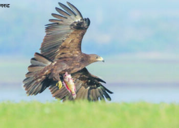 स्थलांतरित पक्ष्यांच्या अधिवासावर संक्रांत!
