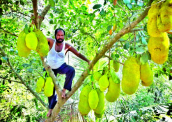 फणस किंग..