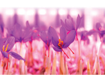 पुण्यात फुलतंय केशराचे शेत!