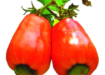 ‘कोकणच्या राणी’कडेही लक्ष द्या!