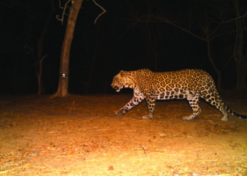 जंगल आम्ही मारलं… आणि फाशी बिबट्याला !