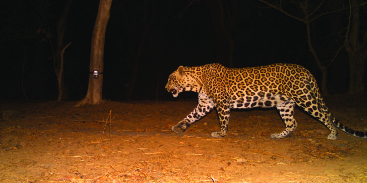 जंगल आम्ही मारलं… आणि फाशी बिबट्याला !