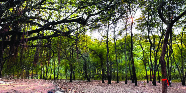 विकासाच्या नावाखाली देश होणार भकास!