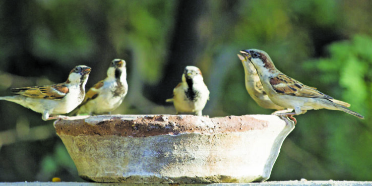 एक बाल्कनी… एक पाणवठा!