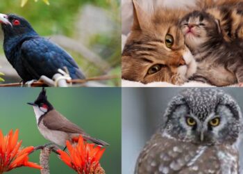 खिडकीबाहेरचे जग