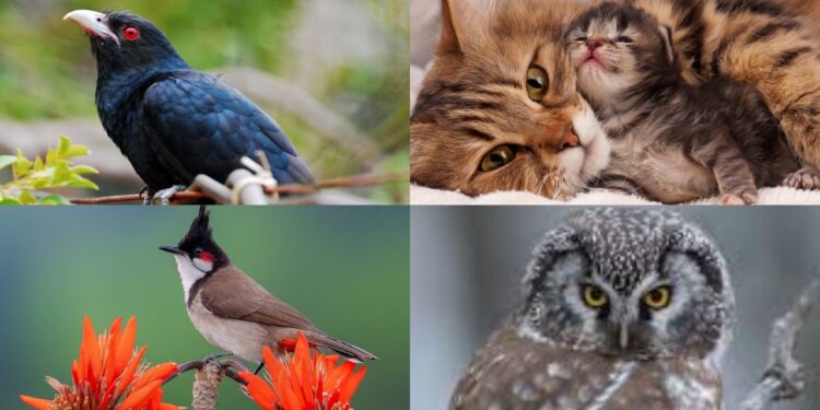 खिडकीबाहेरचे जग