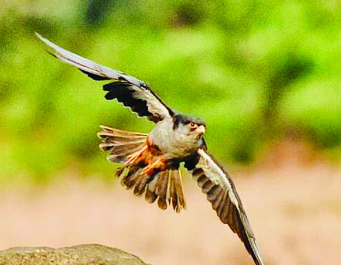पर्यावरणाचा संदेशवाहक