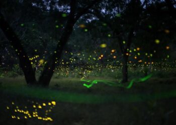 चला! `काजवा स्नेही महोत्सव’ आयोजित करू या!