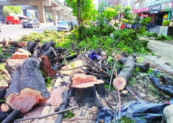 ठाण्यात ४ माणसांमागे फक्त १ झाड!
