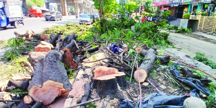 ठाण्यात ४ माणसांमागे फक्त १ झाड!