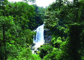 बेबंद ‘विकास’ वर्षावनांच्या मुळावर!