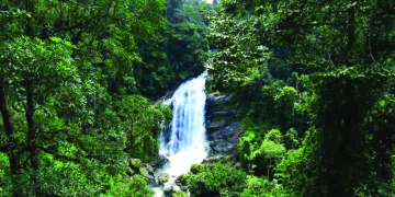 बेबंद ‘विकास’ वर्षावनांच्या मुळावर!